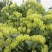 金银花色青花