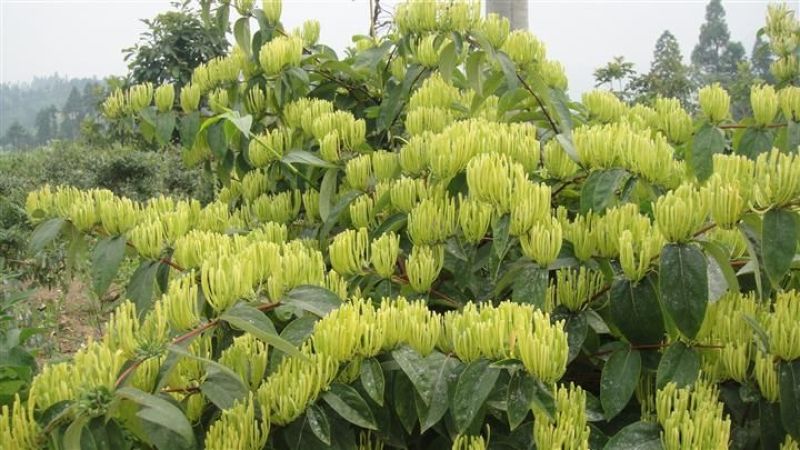 金银花色青花