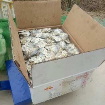鲳鱼食用