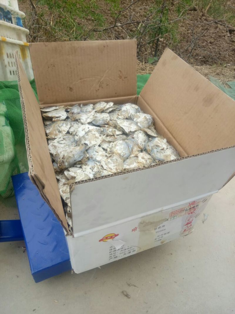 鲳鱼食用