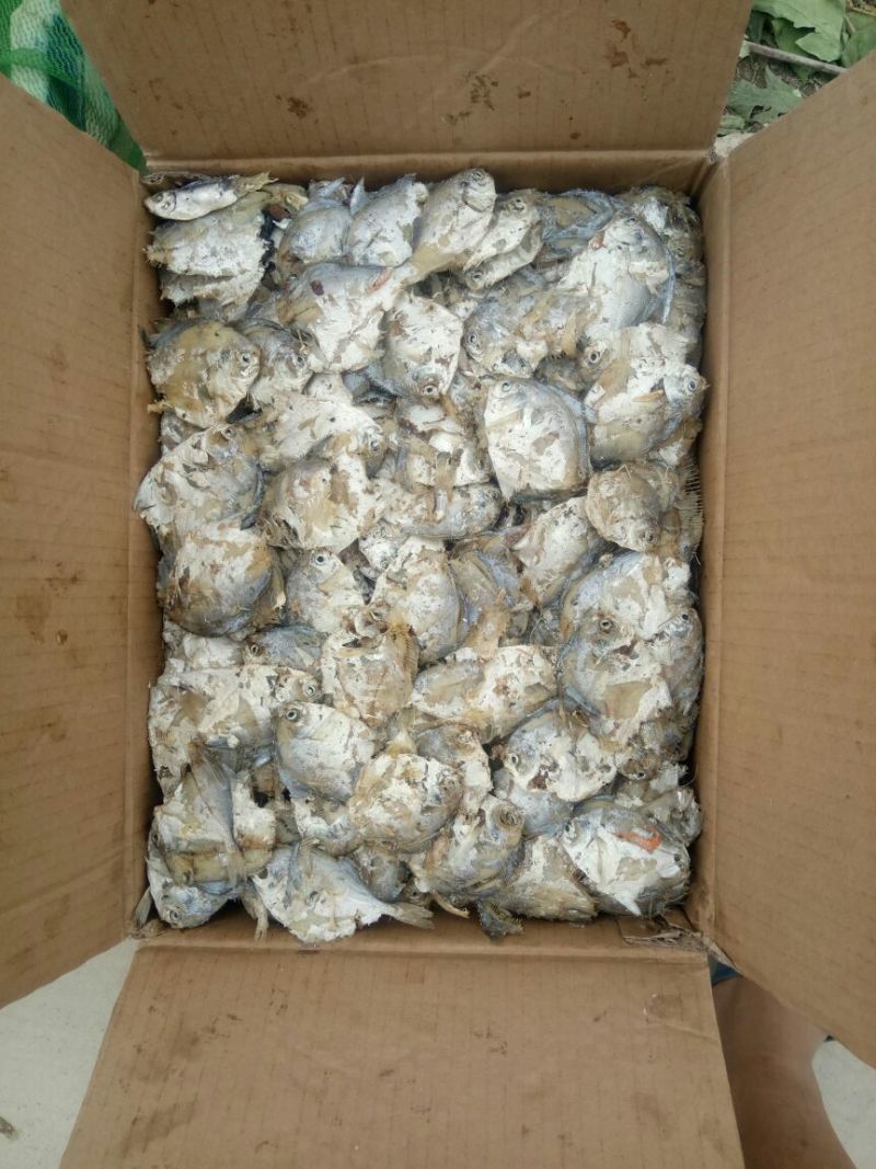 鲳鱼食用