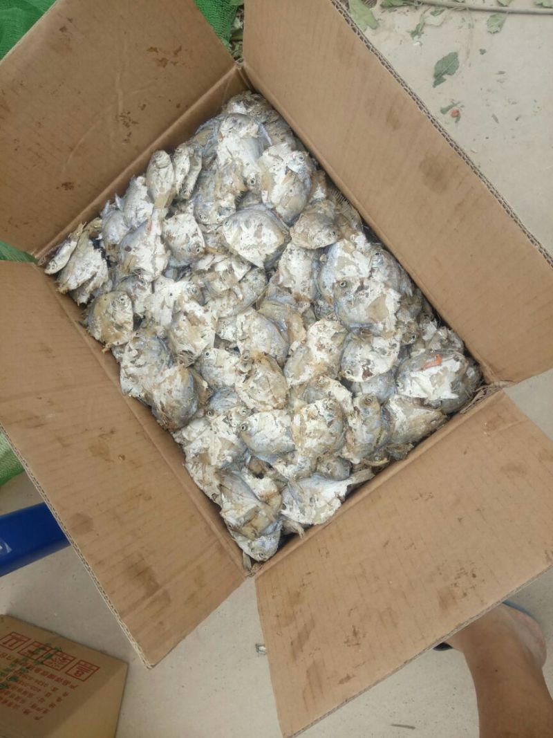 鲳鱼食用