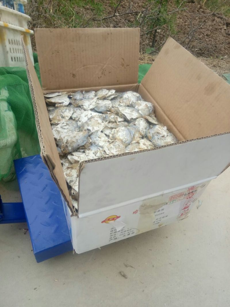鲳鱼食用