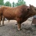 鲁西黄牛100kg