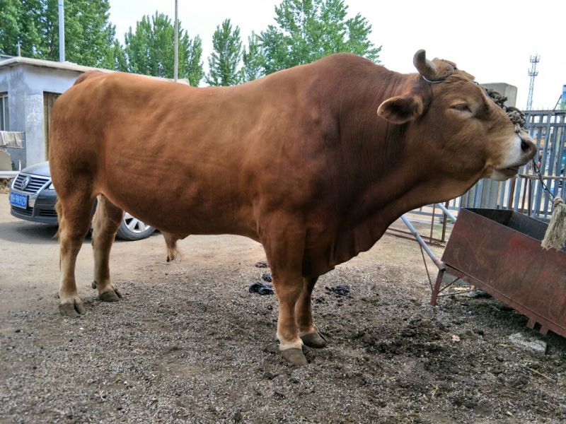 鲁西黄牛100kg
