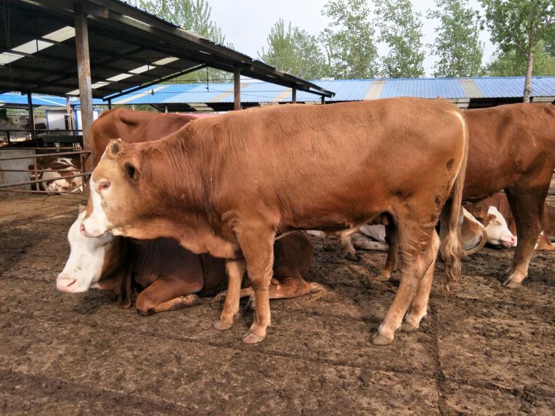 鲁西黄牛100kg