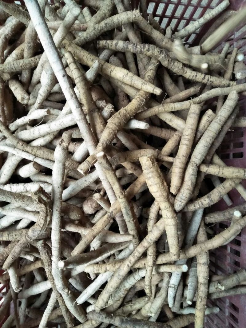 牛大力，种植小牛精选