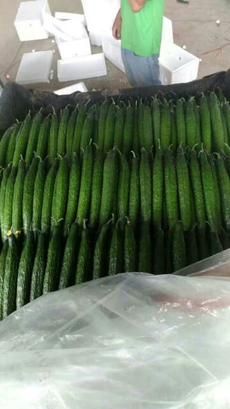 密刺黄瓜25公分以上干花带刺