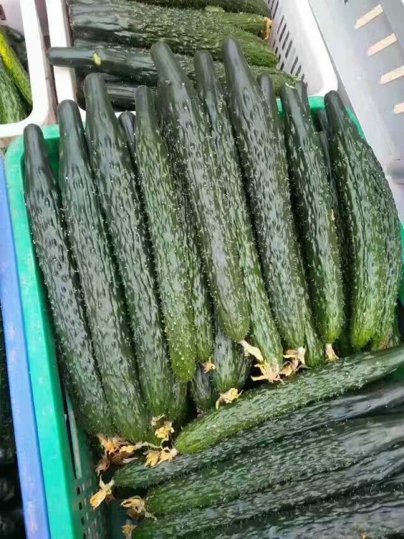 密刺黄瓜25公分以上干花带刺