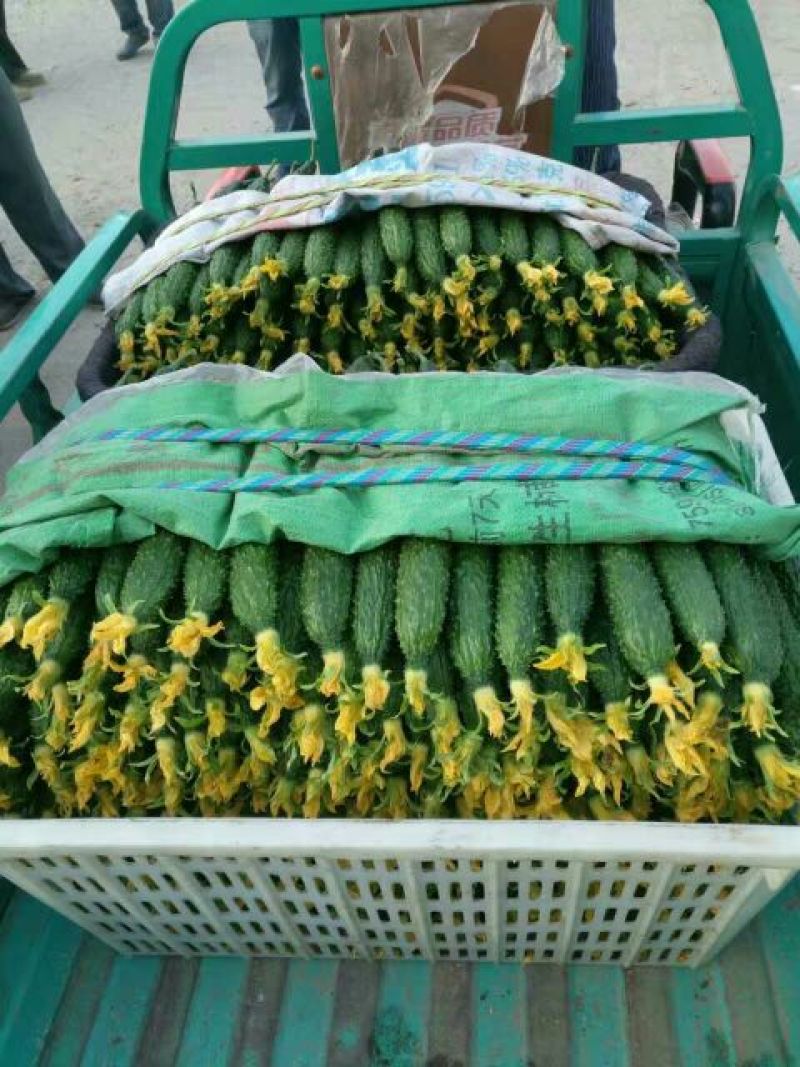密刺黄瓜25公分以上干花带刺