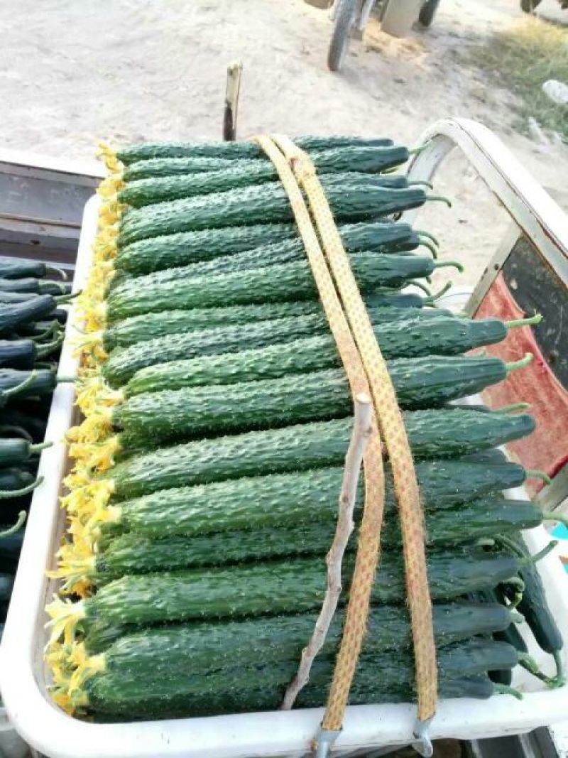 密刺黄瓜25公分以上干花带刺