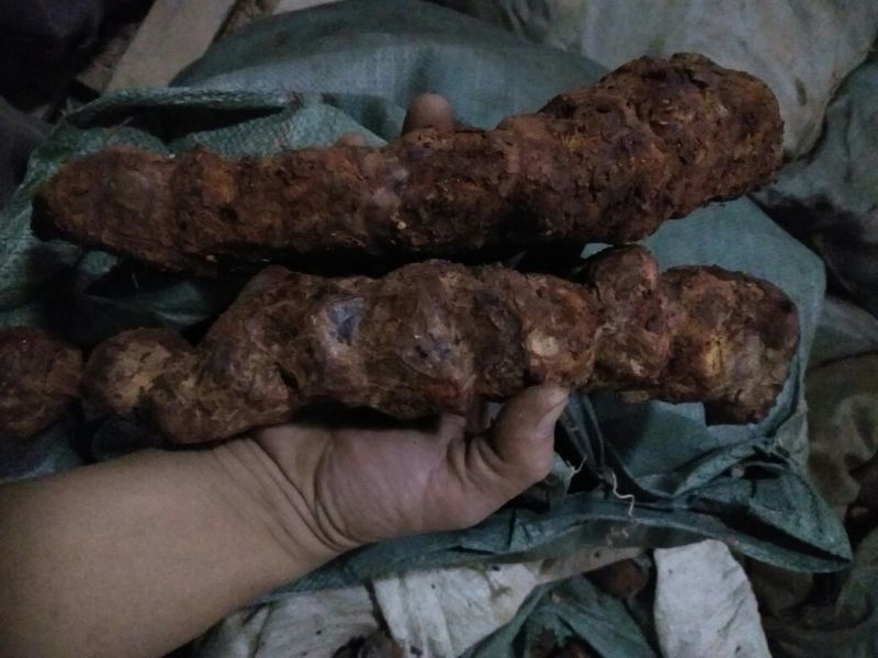 土茯苓，新鲜云南大土