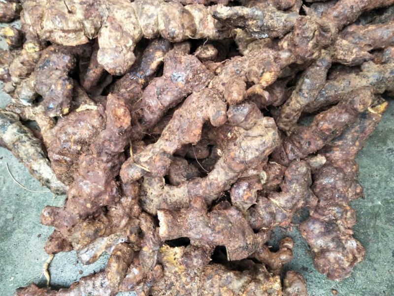 土茯苓，新鲜云南大土