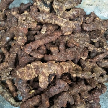 土茯苓，新鲜云南大土