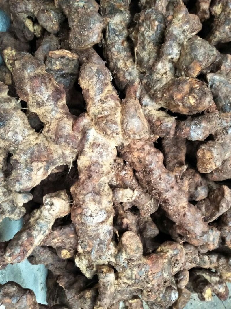 土茯苓，新鲜云南大土