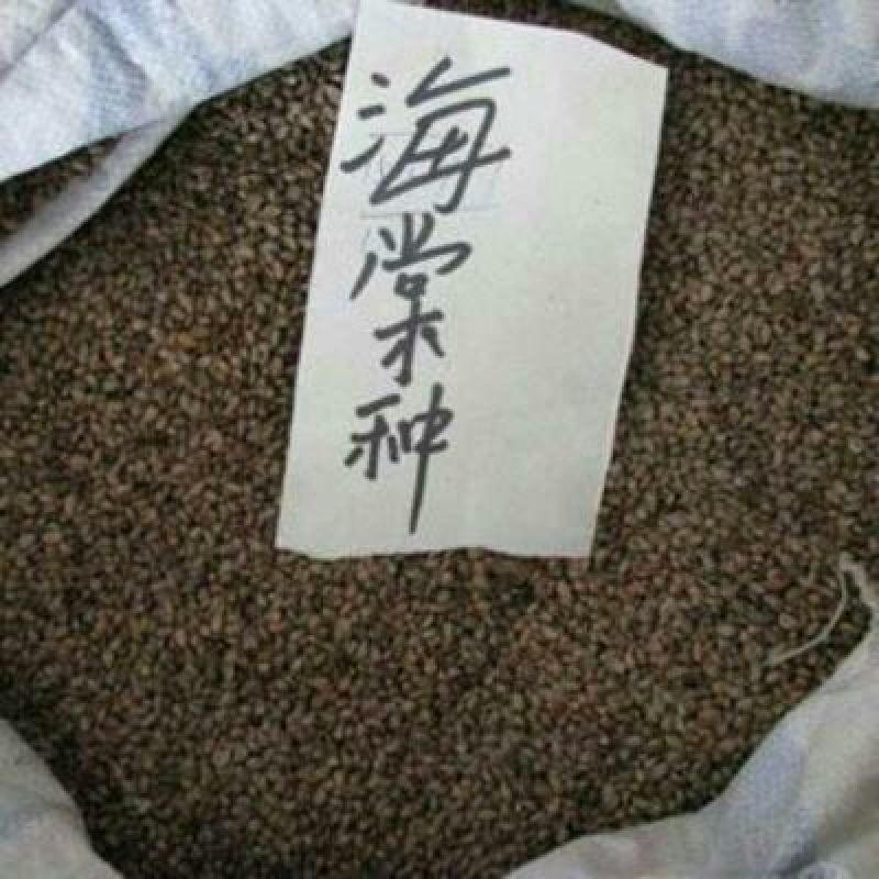 棠梨种子95%