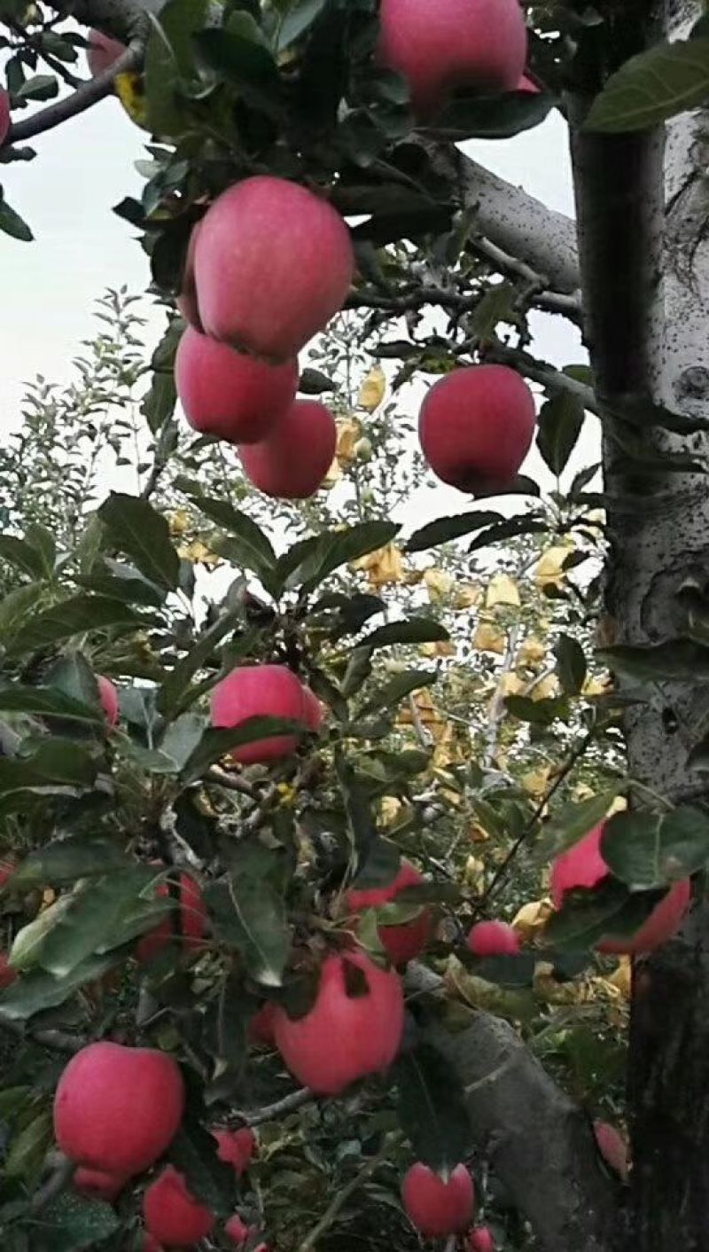 红星苹果红将军中秋好礼中秋王早熟富士大量上市