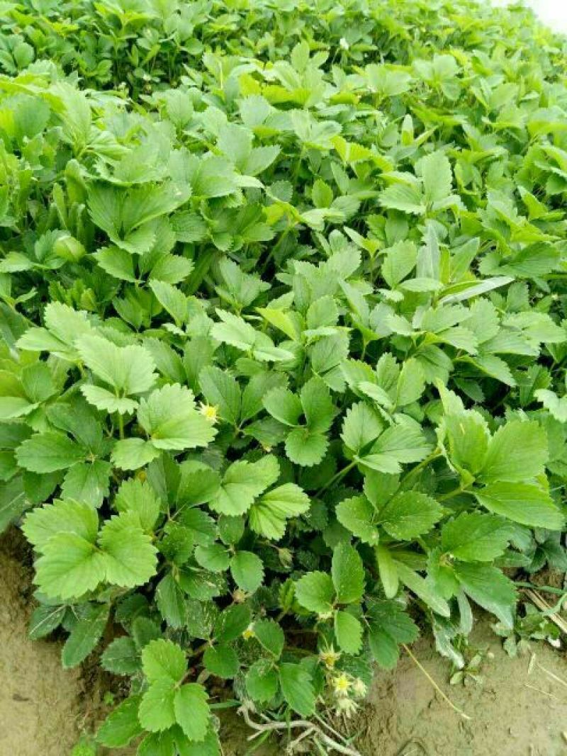 妙香7号草莓苗品种保证纯度免费提供种植技术
