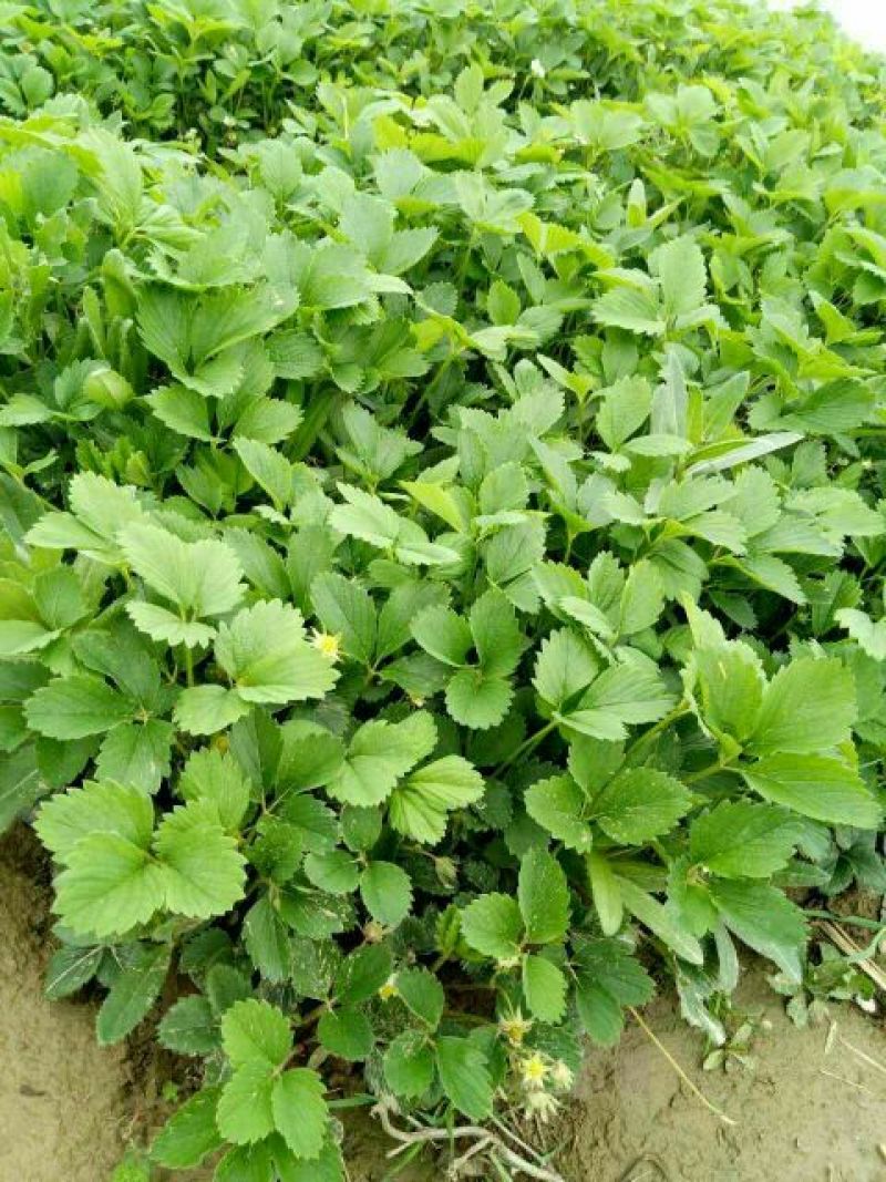 妙香7号草莓苗品种保证纯度免费提供种植技术