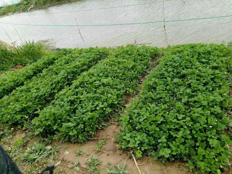 法兰地草莓苗基地直供品种保证纯度量大优惠