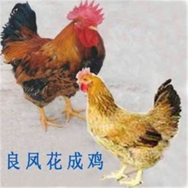 良凤花鸡苗35~45克出壳苗通货