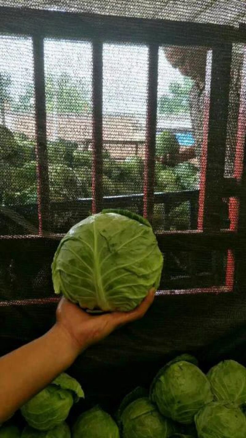 甘蓝，绿甘蓝，圆包菜1.5～3斤，产地供应直发