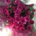 雏菊30~50cm