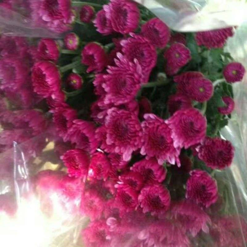 雏菊30~50cm