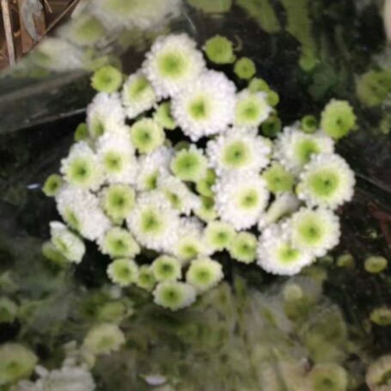 雏菊30~50cm