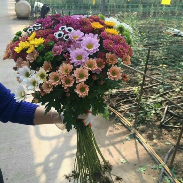 雏菊30~50cm