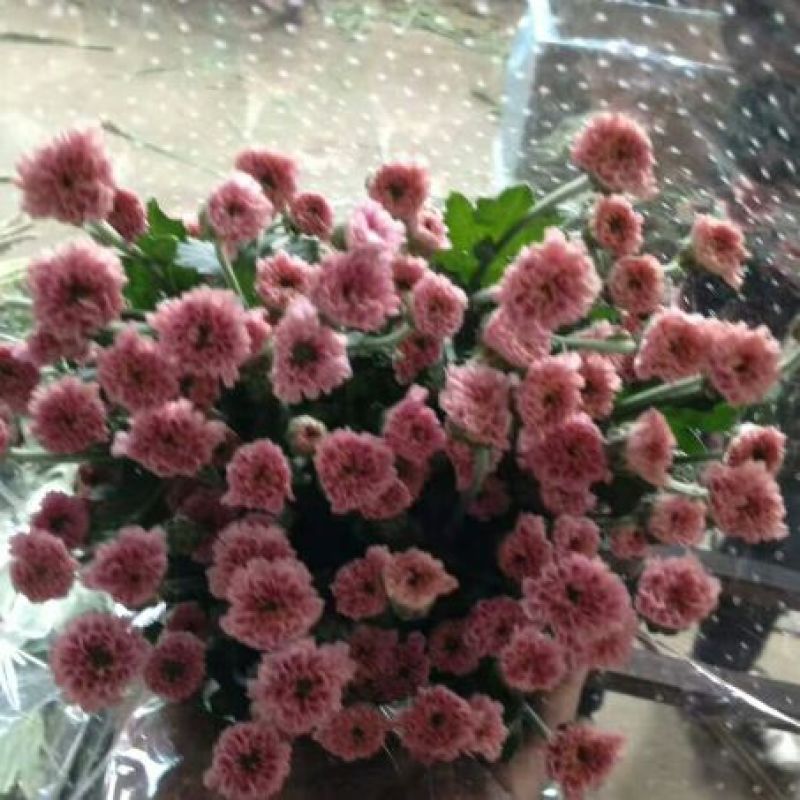 雏菊30~50cm