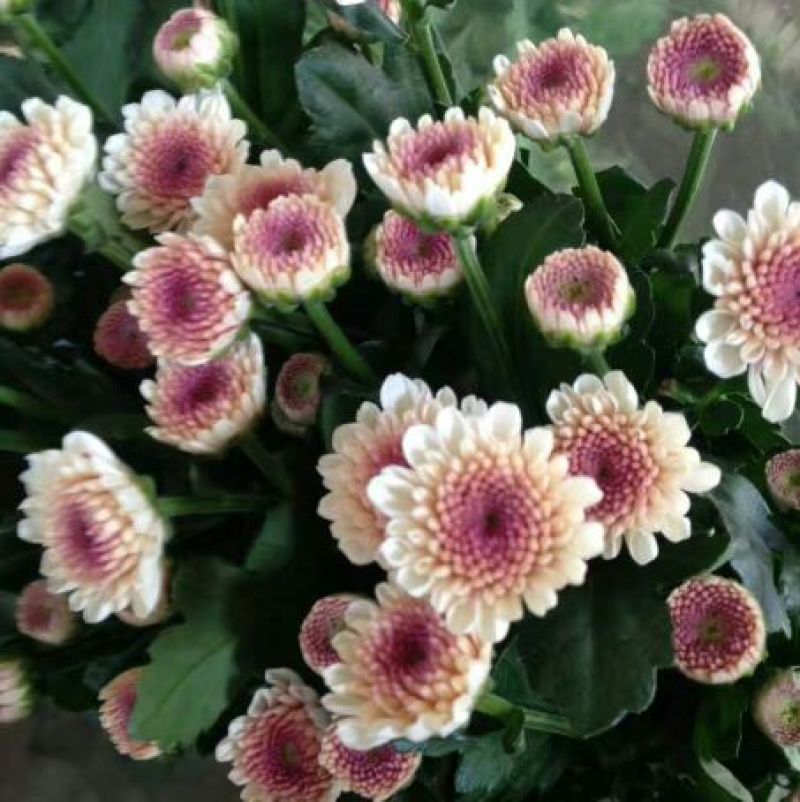 雏菊30~50cm