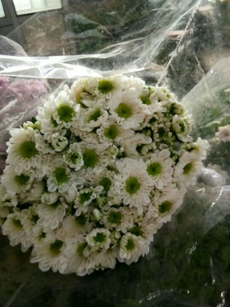 雏菊30~50cm