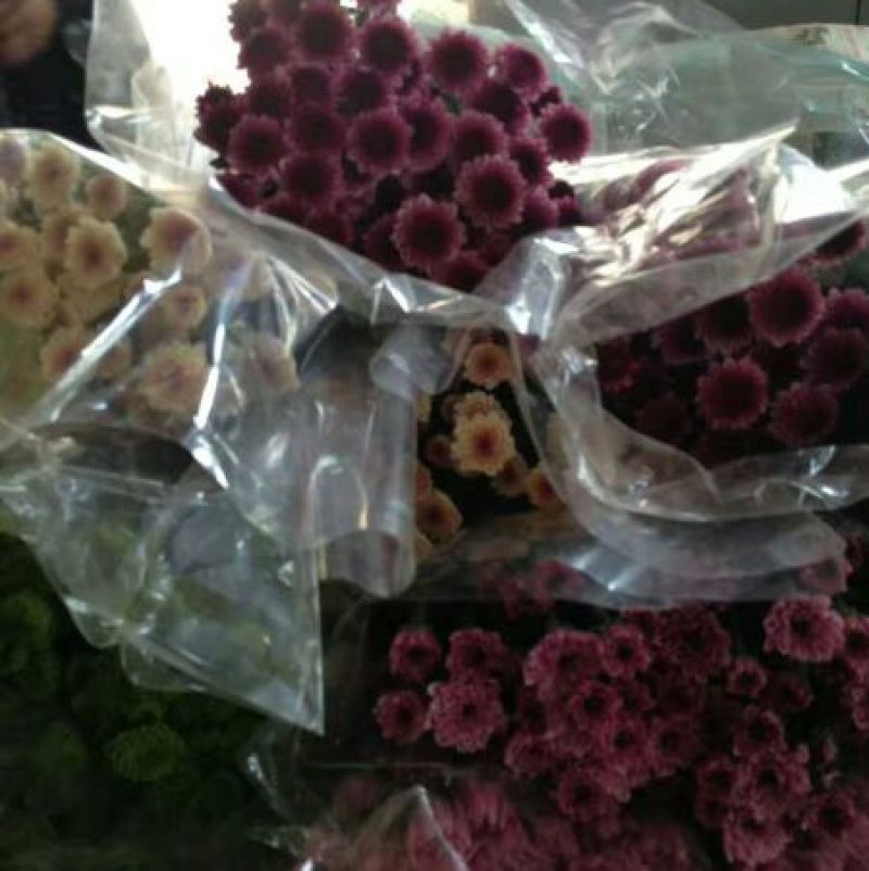 雏菊30~50cm