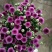 雏菊30~50cm