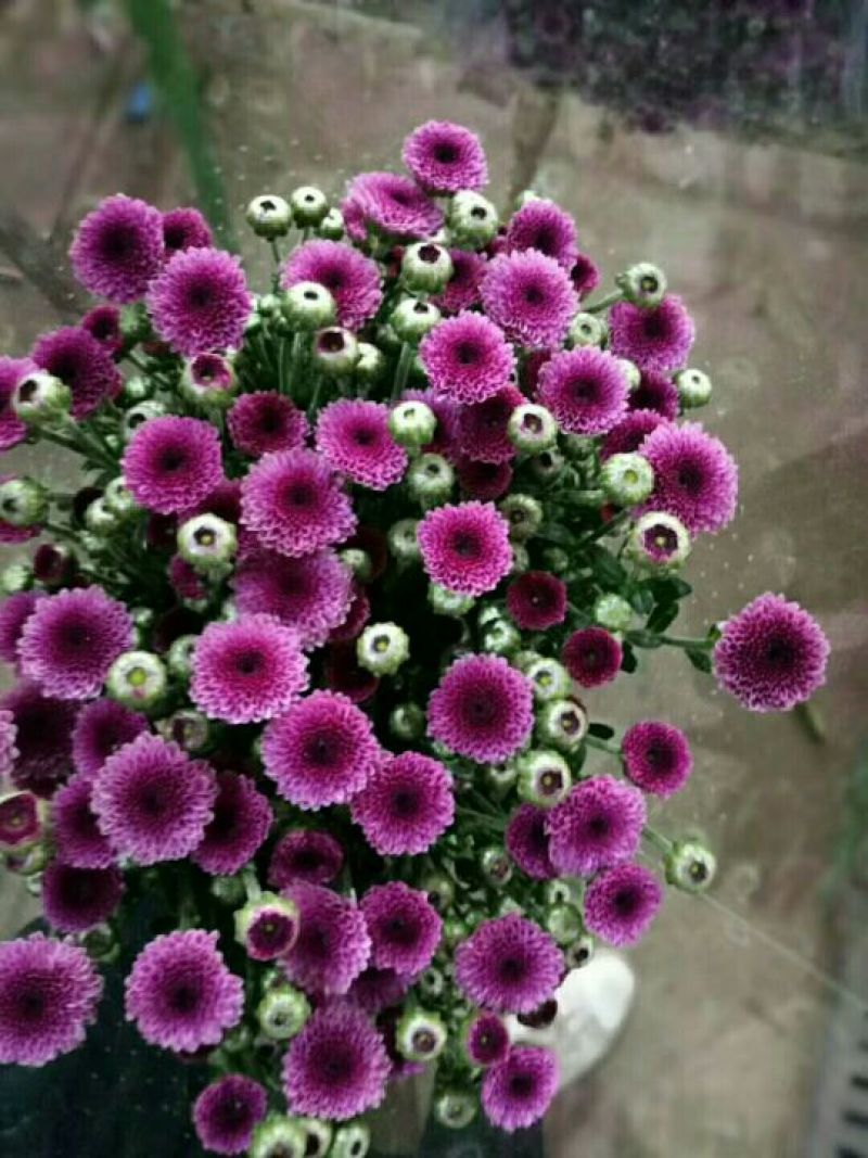 雏菊30~50cm