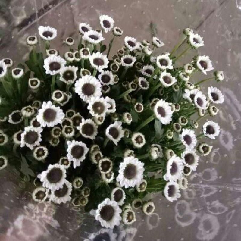 雏菊30~50cm