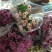 雏菊30~50cm