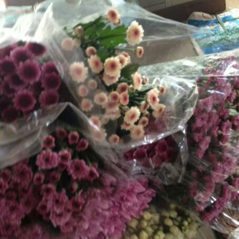 雏菊30~50cm