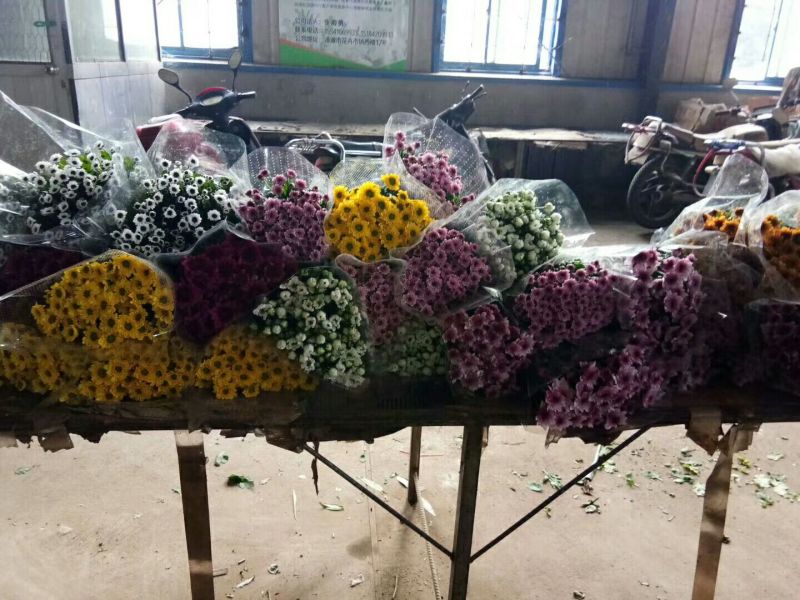 雏菊30~50cm