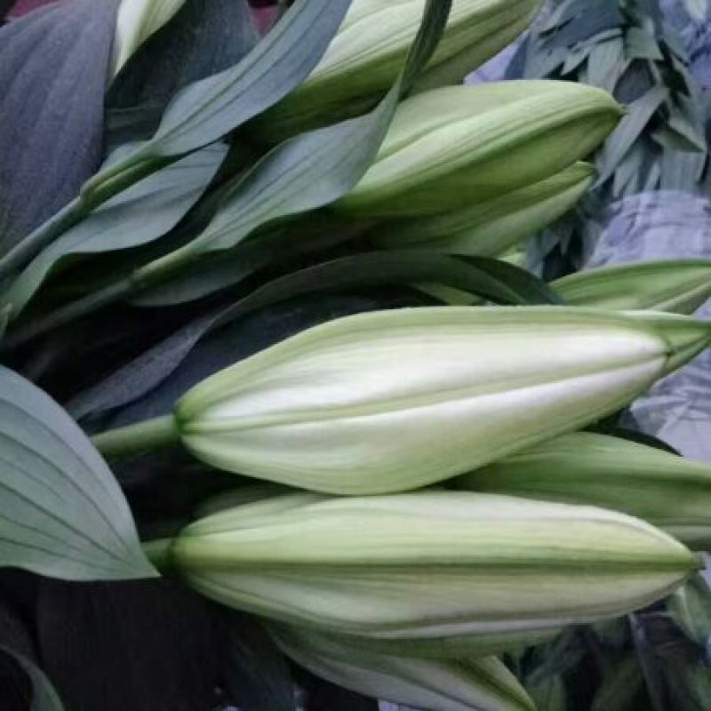 荷兰百合3~4凌源鲜花批发