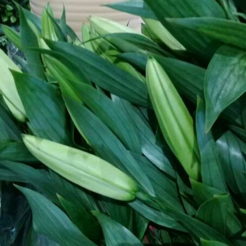 荷兰百合3~4凌源鲜花批发