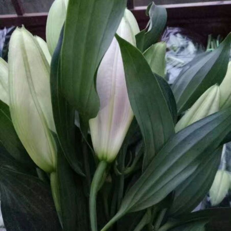 荷兰百合3~4凌源鲜花批发
