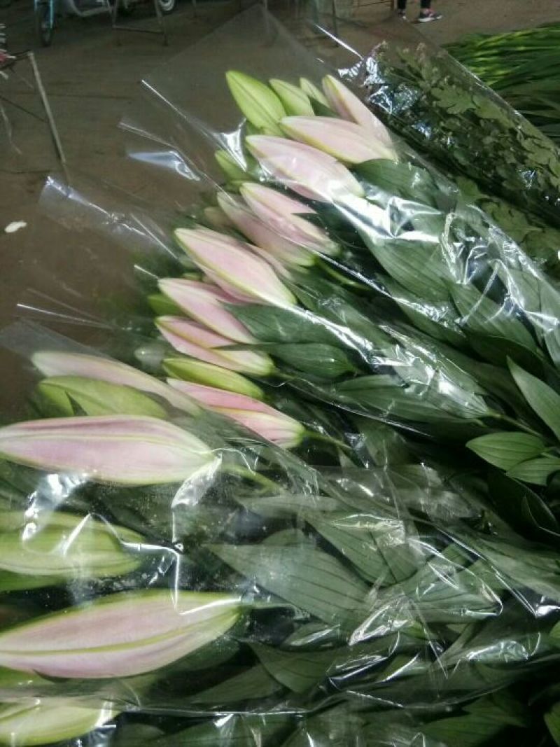荷兰百合3~4凌源鲜花批发