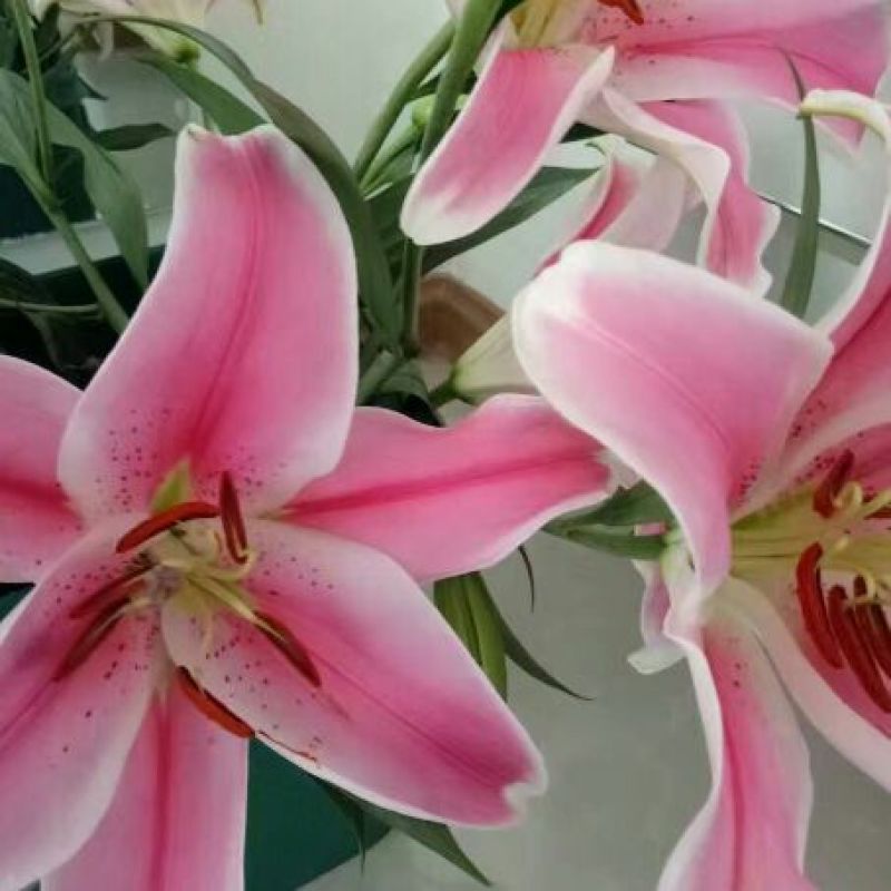 荷兰百合3~4凌源鲜花批发