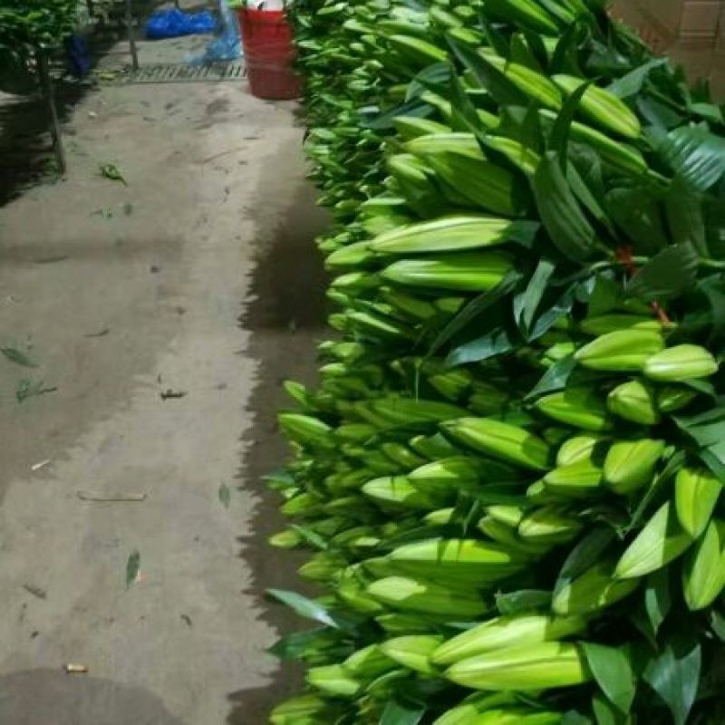 荷兰百合3~4凌源鲜花批发