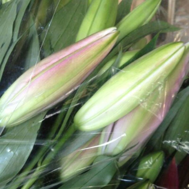 荷兰百合3~4凌源鲜花批发