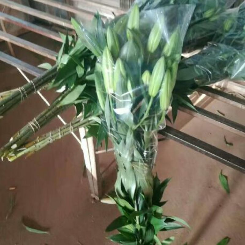 荷兰百合3~4凌源鲜花批发