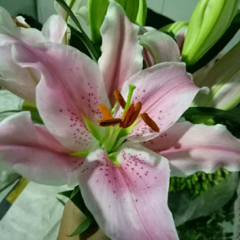 荷兰百合3~4凌源鲜花批发