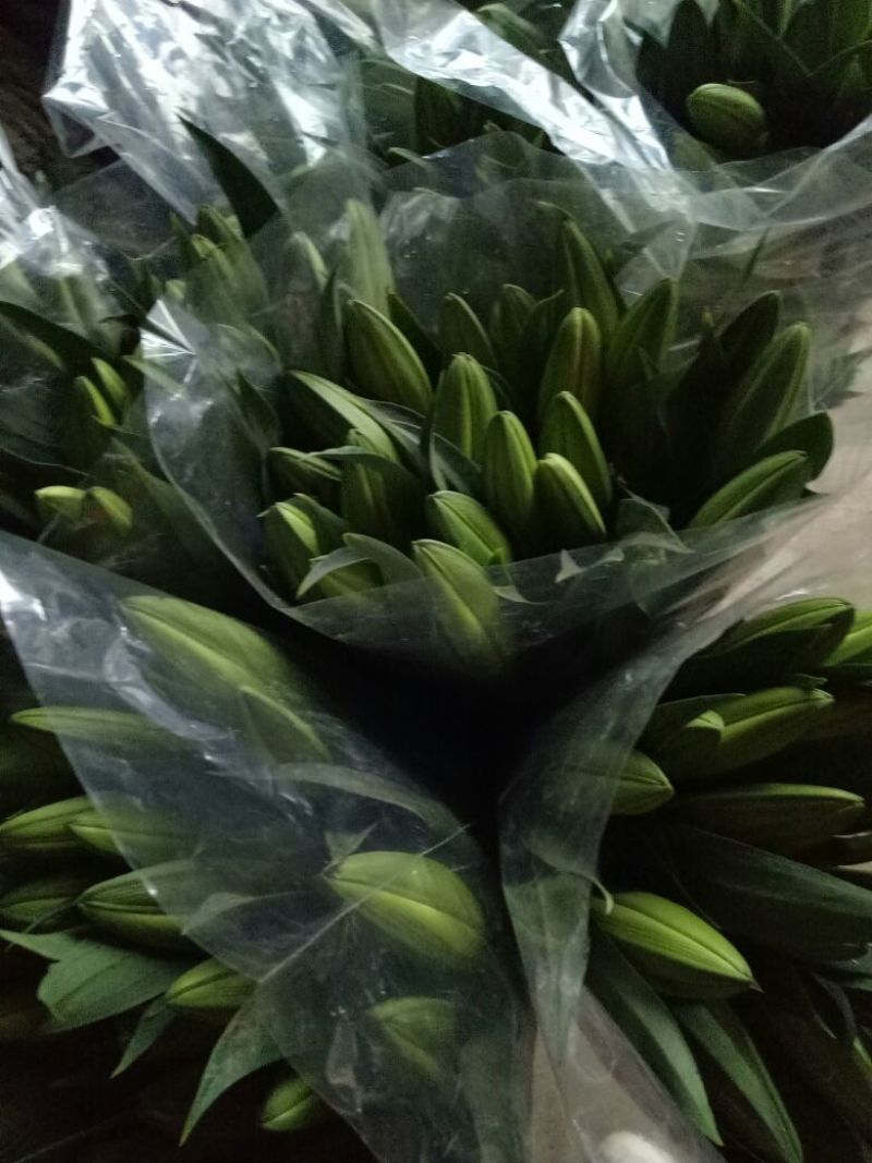 荷兰百合3~4凌源鲜花批发